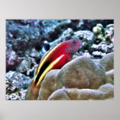 Poster Épervier (Devant)