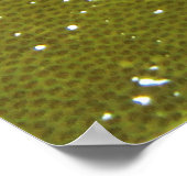 Poster Épervier (Coin)