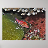 Poster Épervier (Devant)