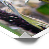 Poster Épervier (Coin)