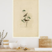 Poster Épervier à projection blanche_Audubon (Cuisine)