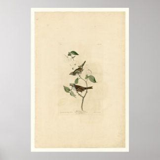 Poster Épervier à projection blanche_Audubon