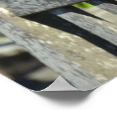 Poster Épervier Sur Une Chaise De Jardin (Coin)