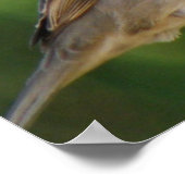 Poster Éperviers de maison affamés Imprimer (Coin)