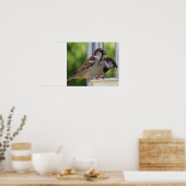 Poster Éperviers de maison affamés Imprimer (Cuisine)