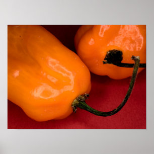 Poster épicé poivron habanero