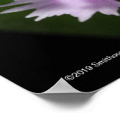 Poster Epidendrum caligarium (Coin)