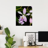 Poster Epidendrum caligarium (Bureau à domicile)