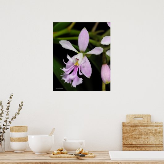 Poster Epidendrum caligarium (Cuisine)