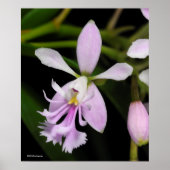 Poster Epidendrum caligarium (Devant)