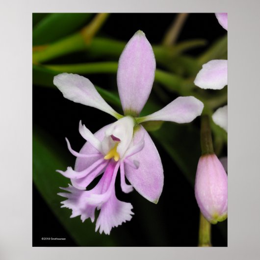 Poster Epidendrum caligarium (Devant)