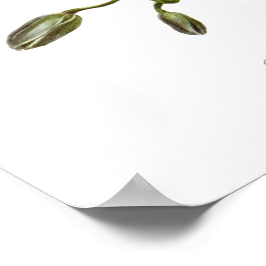 Poster Epidendrum phoeniceum (Coin)