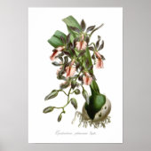 Poster Epidendrum phoeniceum (Devant)