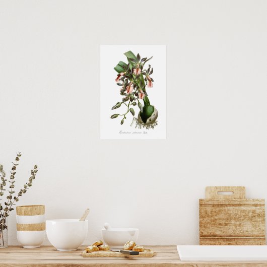 Poster Epidendrum phoeniceum (Cuisine)
