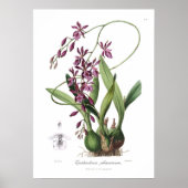 Poster Epidendrum Phoeniceum. (Devant)