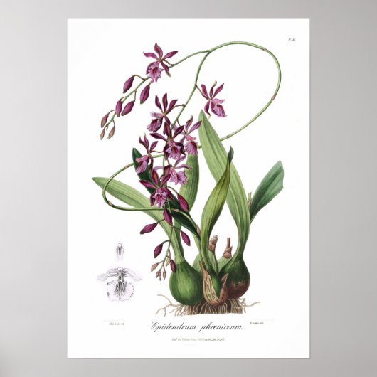Poster Epidendrum Phoeniceum. (Devant)