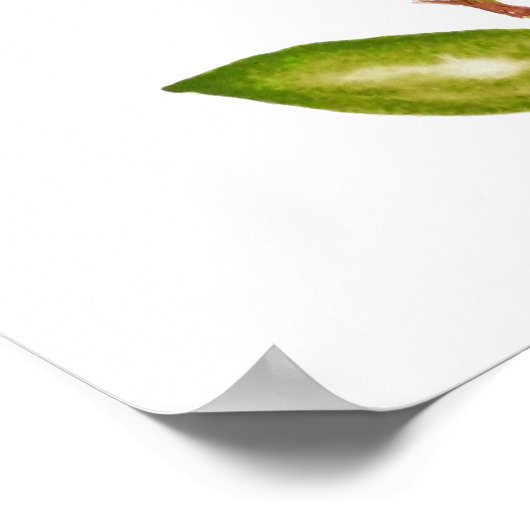 Poster Epidendrum radicans oranges orchidées (Coin)