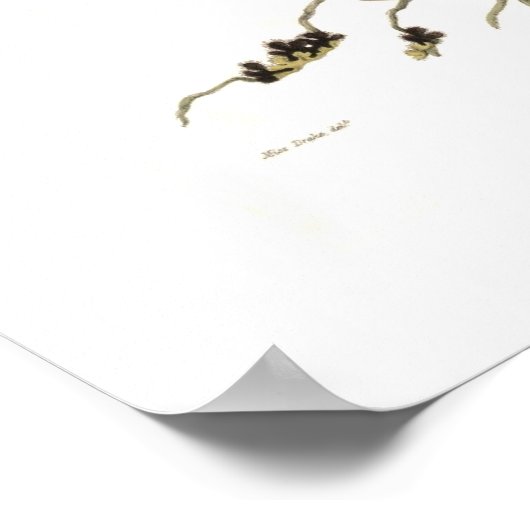 Poster Epidendrum Vitellinum (Coin)