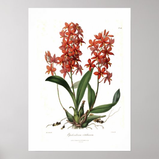 Poster Epidendrum Vitellinum (Devant)