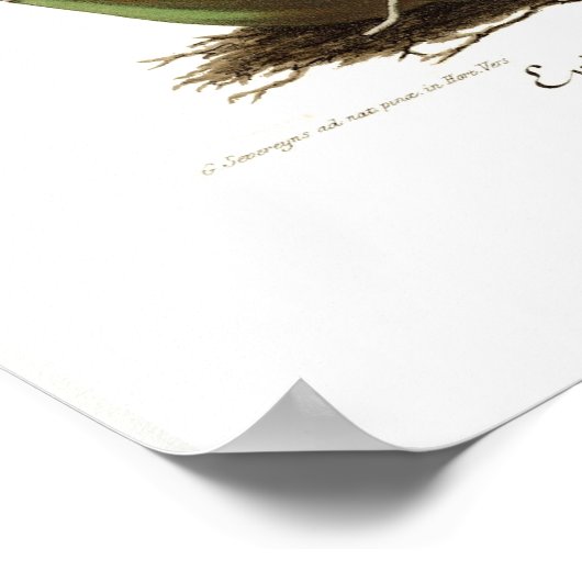 Poster Epidendrum vitellinum (Coin)