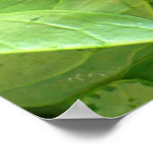 Poster Épinard (Coin)