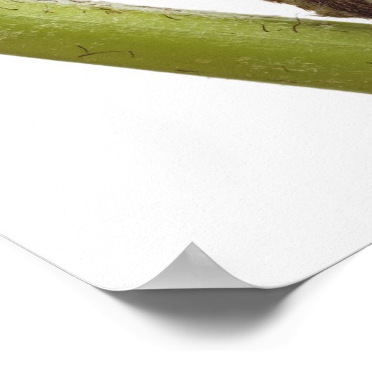 Poster Épouses de fougères 2 (Coin)