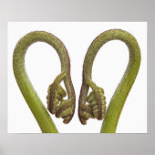 Poster Épouses de fougères 2 (Devant)