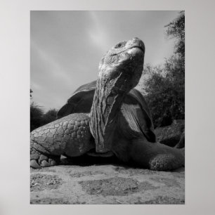 Poster Équateur, Parc national des îles Galapagos, Santa