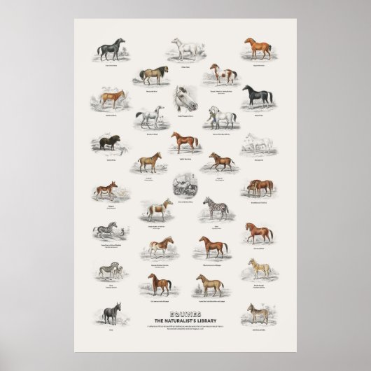 Poster Équins - Bibliothèque du naturaliste (Devant)