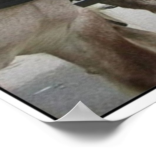 Poster Équipe de Belgique (Coin)