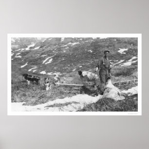 Poster Équipe de chien de l'Alaska chassant 1912