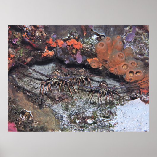 Poster Équipe de homard (Devant)