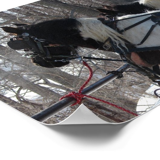 Poster Équipe de projet Pinto (Coin)