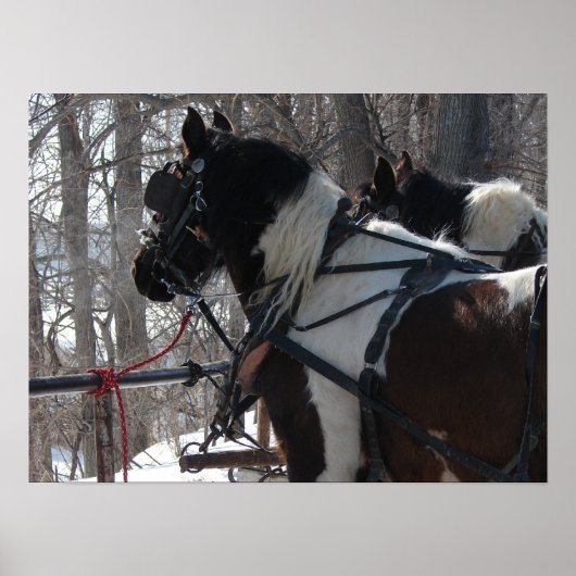 Poster Équipe de projet Pinto (Devant)