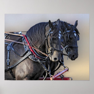 Poster Équipe de travail de cheval de trait de Percheron
