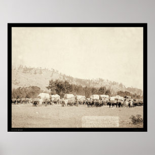 Poster Équipes de boeuf transportant dans l'écart-type