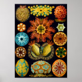 Poster Equipes de mer, Ernst Haeckel Fine Art (Devant)