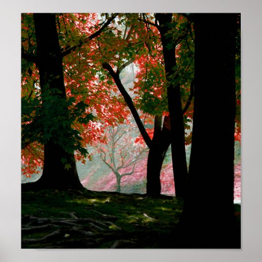 Poster Érable (Devant)