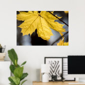 Poster Érable à sucre, automne (Bureau à domicile)