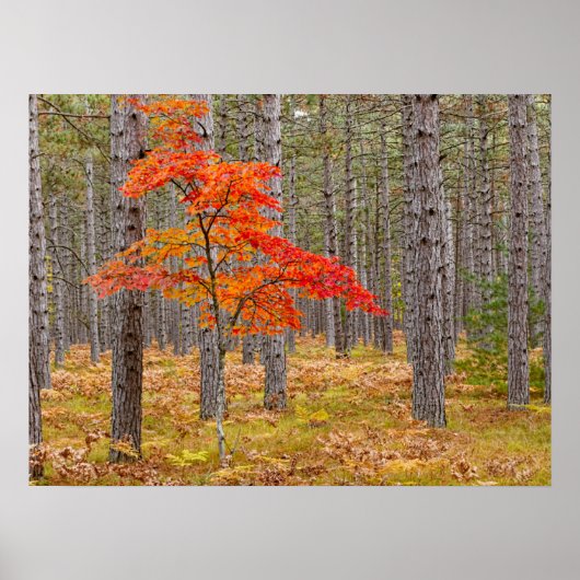 Poster Érable aux couleurs d'automne (Devant)