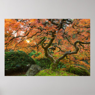 Poster Érable aux jardins japonais en automne