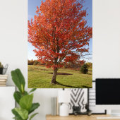 Poster Érable d'automne avec feuilles rouges en feu (Bureau à domicile)