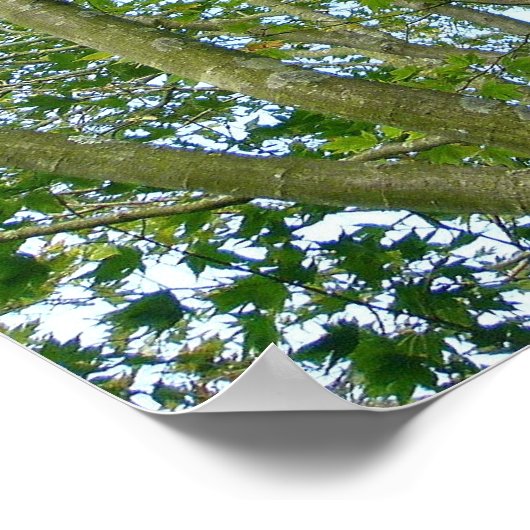 Poster érable japonais (Coin)