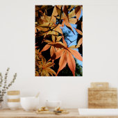 Poster Érable japonais (2) - Photographie florale (Cuisine)