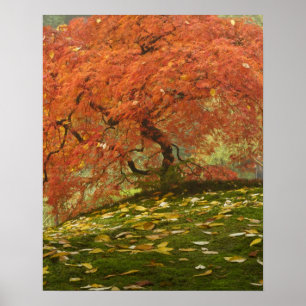 Poster Érable japonais en couleur d'automne