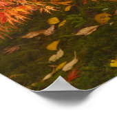 Poster Érable japonais en couleur d'automne (Coin)