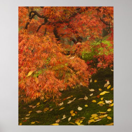 Poster Érable japonais en couleur d'automne (Devant)