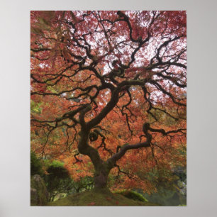 Poster érable japonais en couleur d'automne