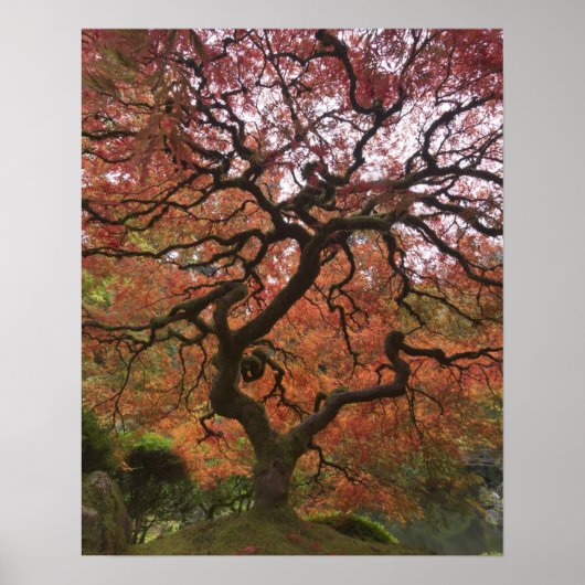 Poster érable japonais en couleur d'automne (Devant)