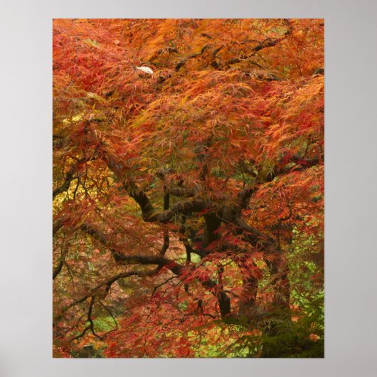 Poster Érable japonais en couleur d'automne (Devant)
